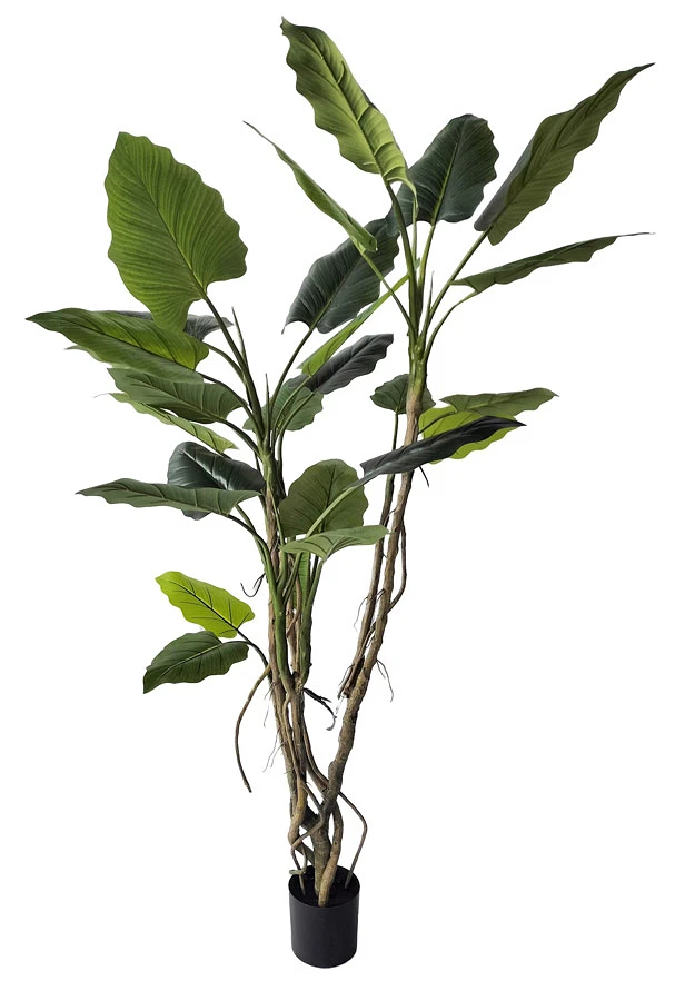 comprar PLANTA ALOCASIA CON MACETERO H150 online de BIZZOTTO desde 200,38 €