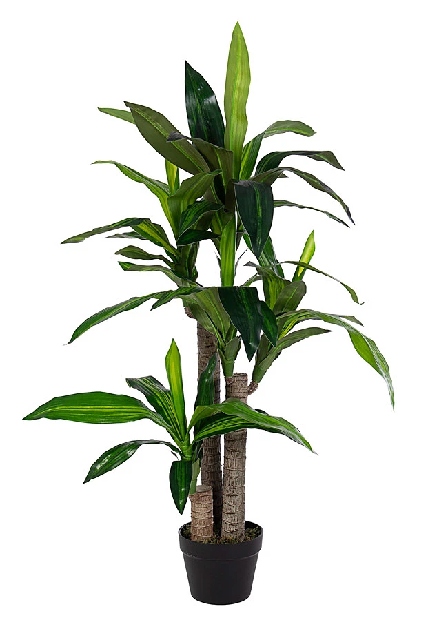 comprar PLANTA DRACENA CON MACETERO 65HOJAS H110 online de BIZZOTTO desde 88,21 €