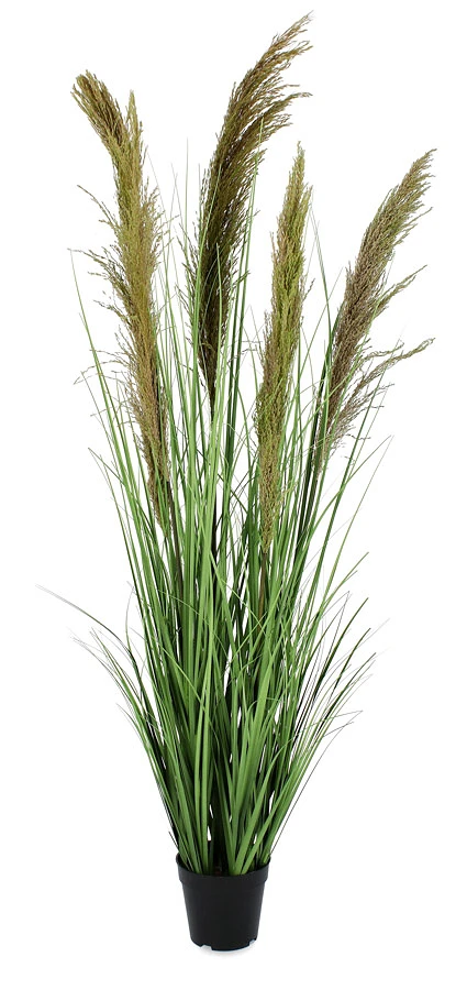comprar PLANTA CARINE PAMPAS VERD MARR C-MA H145 online de BIZZOTTO desde 88,21 €