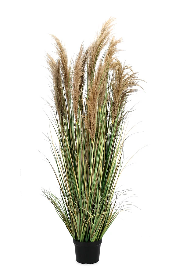 comprar PLANTA AUSTORDERIA PAMPAS CON MACETERO H180 online de BIZZOTTO desde 246,11 €
