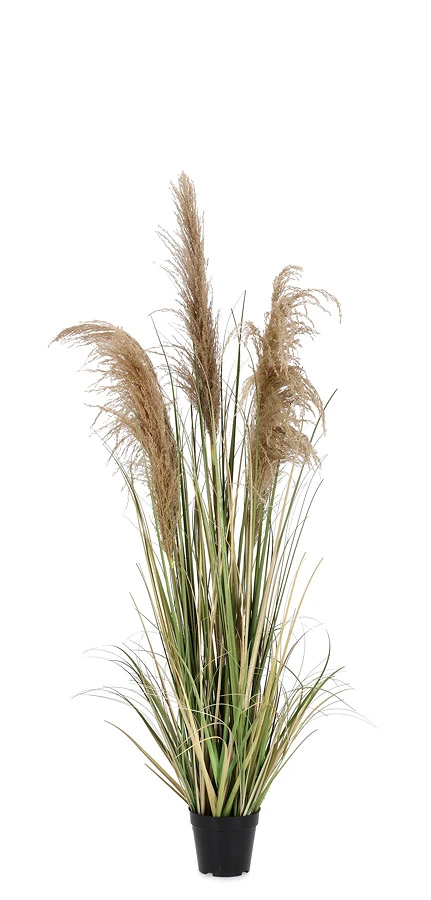 comprar PLANTA AUSTORDERIA PAMPAS CON MACETERO H145 online de BIZZOTTO desde 68,61 €