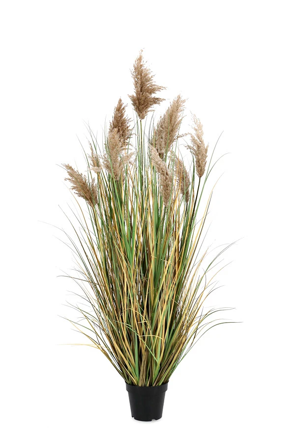 comprar PLANTA GYNERIUM PAMPAS CON MACETERO H150 online de BIZZOTTO desde 135,04 €