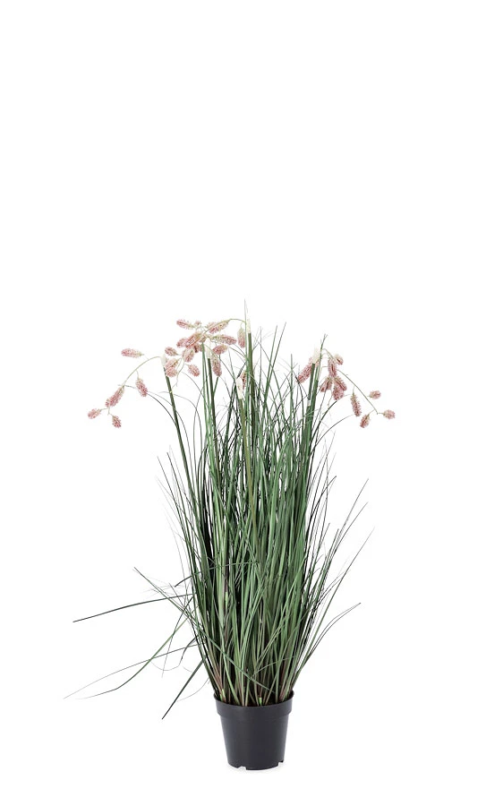 comprar PLANTA GREVILLEA ROSA CON MACETEROET X5F H100 online de BIZZOTTO desde 58,81 €