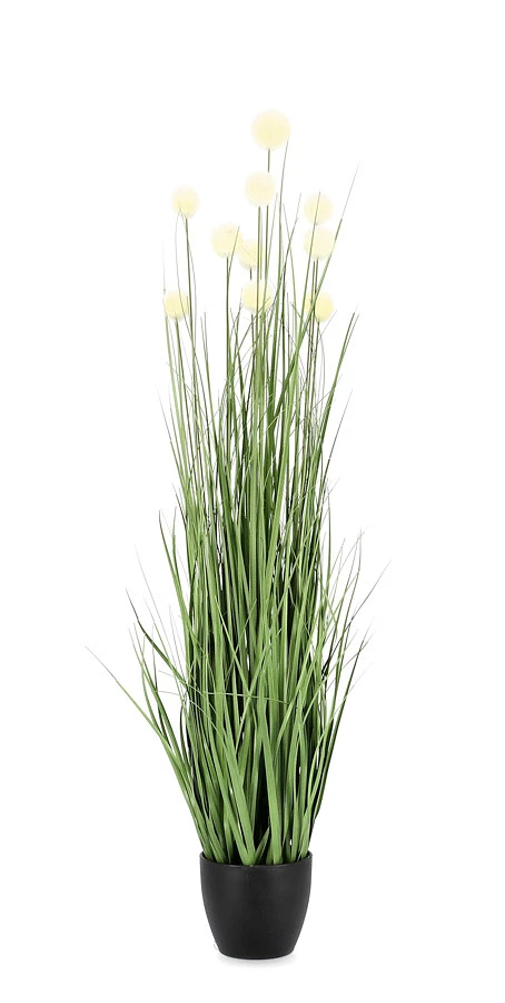comprar PLANTA ERIOPHORUM BLAN CON MACETEROET X10F H110 online de BIZZOTTO desde 46,83 €