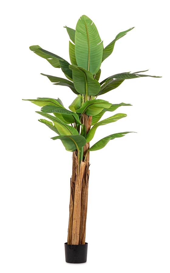 comprar PLANTA DE PLÁTANO CON MACETERO 22HOJAS H240 online de BIZZOTTO desde 263,54 €