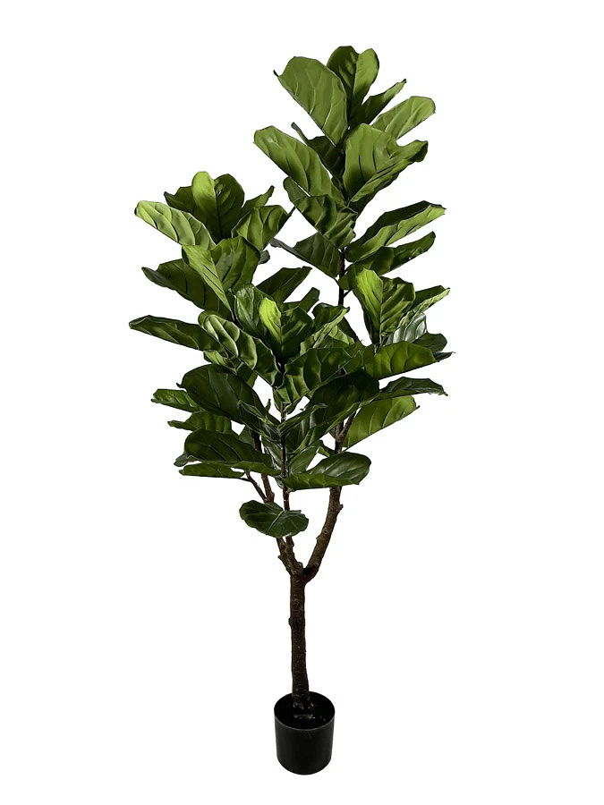 comprar PLANTA FICUS LYRATA CON MACETERO 60HOJAS H180 online de BIZZOTTO desde 135,04 €