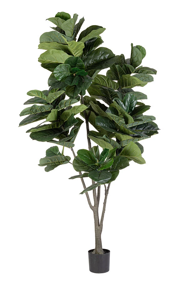 comprar PLANTA FICUS LYRATA CON MACETERO 123HOJASH230 online de BIZZOTTO desde 265,72 €