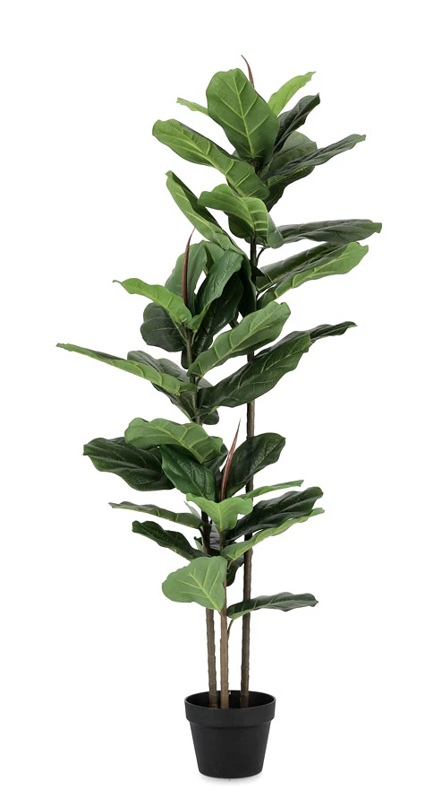 comprar PLANTA FICUS LYRATA CON MACETERO 39HOJAS H145 online de BIZZOTTO desde 106,72 €