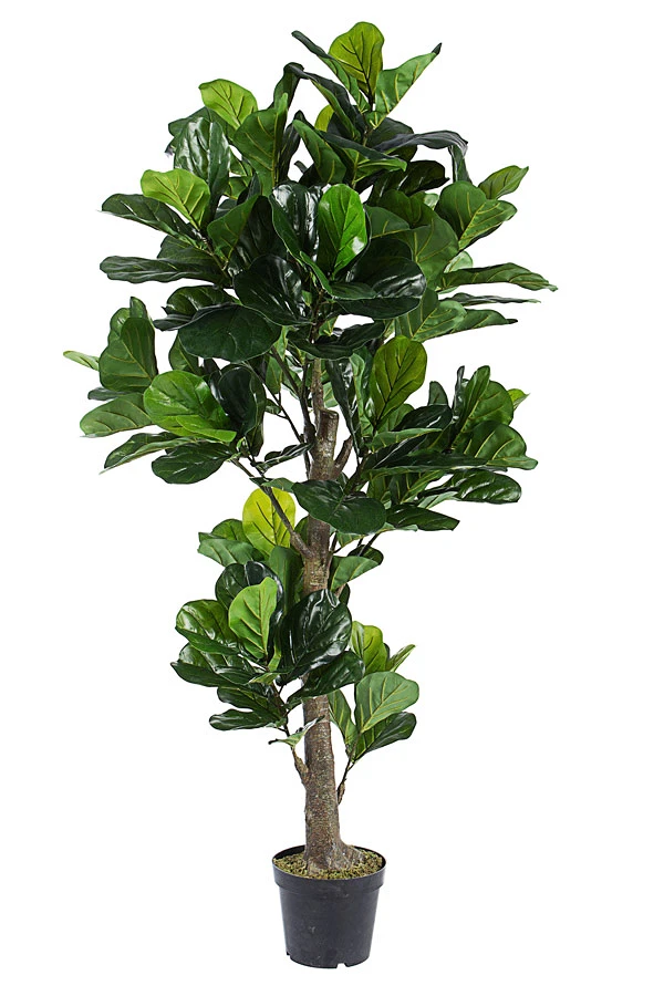 comprar PLANTA FICUS LYRATA CON MACETERO 153HOJ H190 online de BIZZOTTO desde 333,23 €