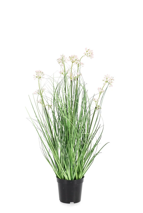 comprar PLANTA ALLIUM CON MACETERO H60 online de BIZZOTTO desde 17,21 €
