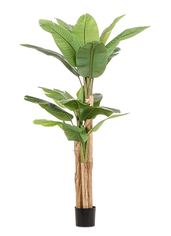 comprar PLANTA DE PLÁTANO CON MACETERO 20HOJAS H200 online de BIZZOTTO desde 198,20 €