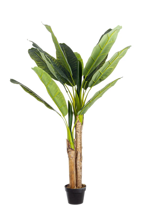 comprar PLANTA BANANO CON MACETERO 14HOJ H135 online de BIZZOTTO desde 81,68 €