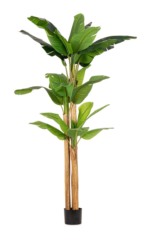 comprar PLANTA DE PLÁTANO CON MACETERO 24HOJAS H280 online de BIZZOTTO desde 274,43 €