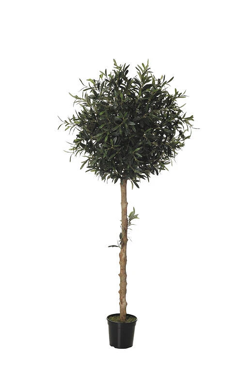 comprar OLIVO TOPIARI 27 ramas online de desde 204,99 €