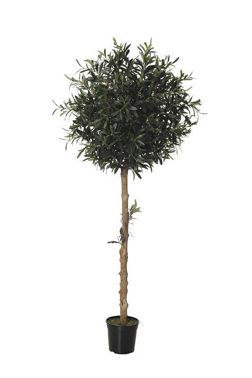 comprar OLIVO TOPIARI online de desde 215,28 €