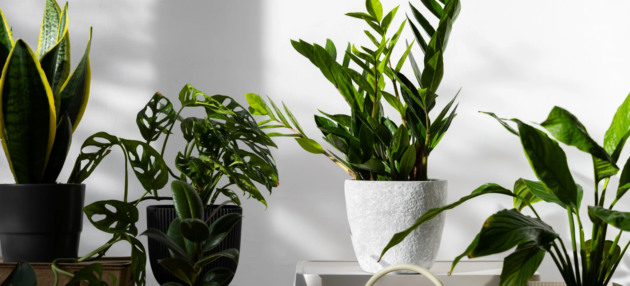 Plantas puntos